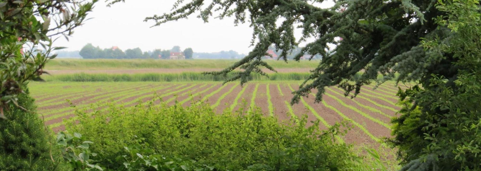 Wad Fijn Villa Sexbierum Exteriör bild